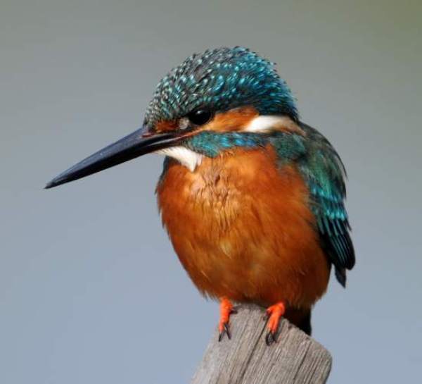 Alcedo atthis, Kingfisher