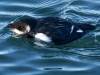 lIttle Auk