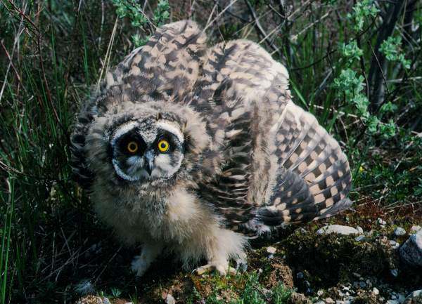 Asio flammeus, Short-eared Owl, juvenile