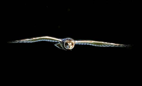 Asio flammeus, Short-eared Owl, in flight