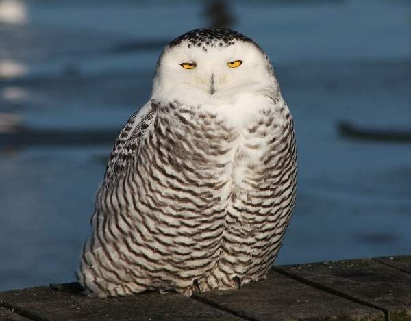 Snowy Owl at rest