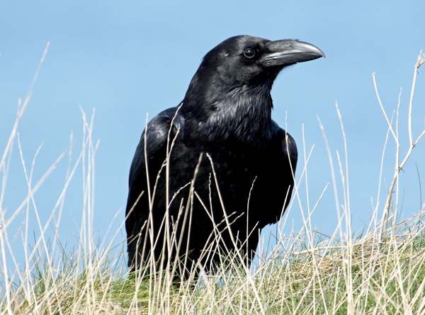 Corvus corax, Raven