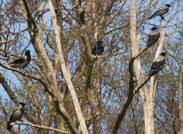 Corvus cornix, Hooded Crows