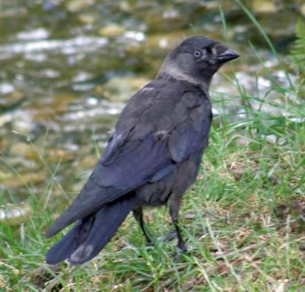 Corvus monedula, Jackdaw