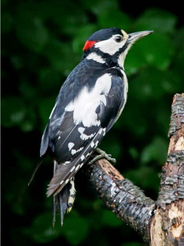 Great-spotted woodpecker, adult male
