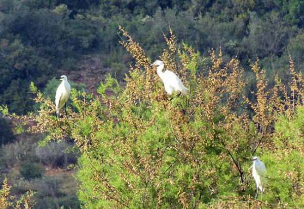 Little Egrets beside a freshwater lake, Rio Formosa, Portugal