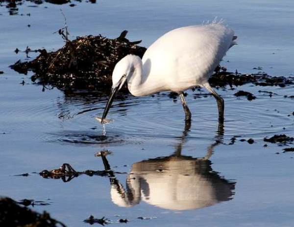 A Little Egret catching a small fish