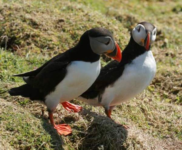 A group of Puffins