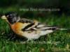 Brambling