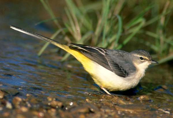 Grey Wagtail beside a stream