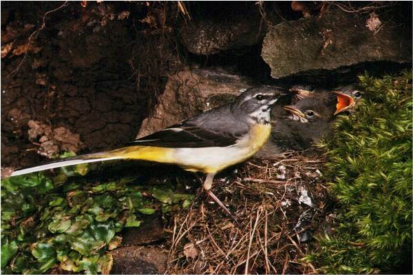 Grey Wagtail with young in riverside nest