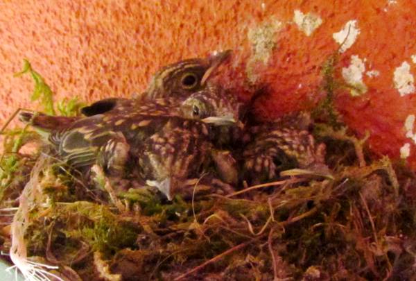 Spotted Flycatchers, young in a nest