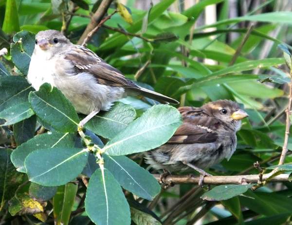 Passer domesticus, House Sparrow, juveniles