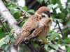 Tree Sparrow