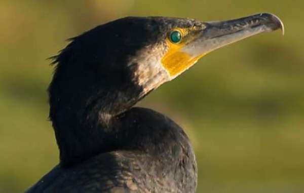 Great Cormorant, closeup of head