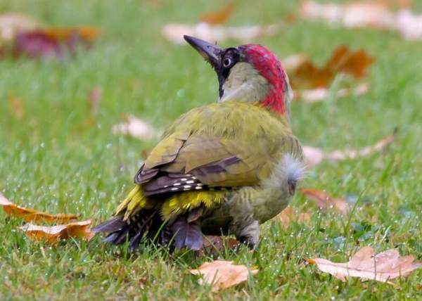Green Woodpecker, Hampshire