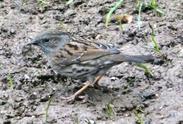 Dunnock, or Hedge Sparrow, beneath a bird feeder