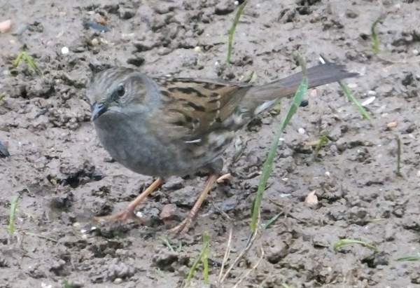 Dunnock, or Hedge Sparrow, West Wales