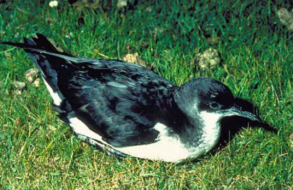 Close-up of the head of a Manx Shearwater