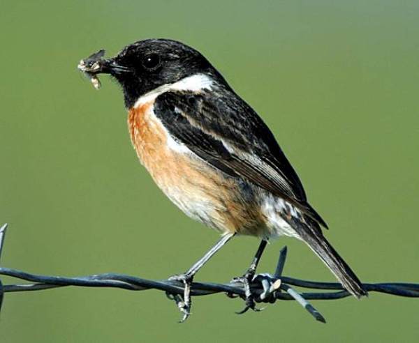 European Stonechat on a barbed-wire fence