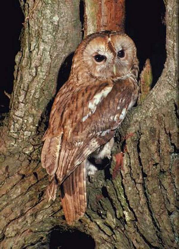 Tawny Owl with young