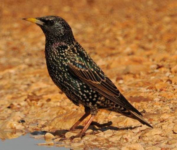 Starling in Portugal