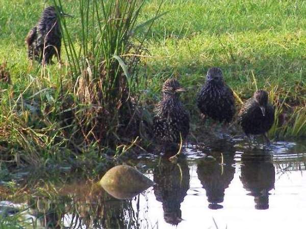Starlings bathing in a garden pond