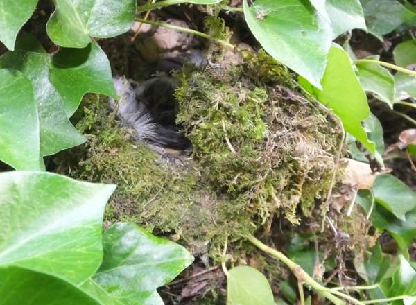 Wren's nest, Wales UK