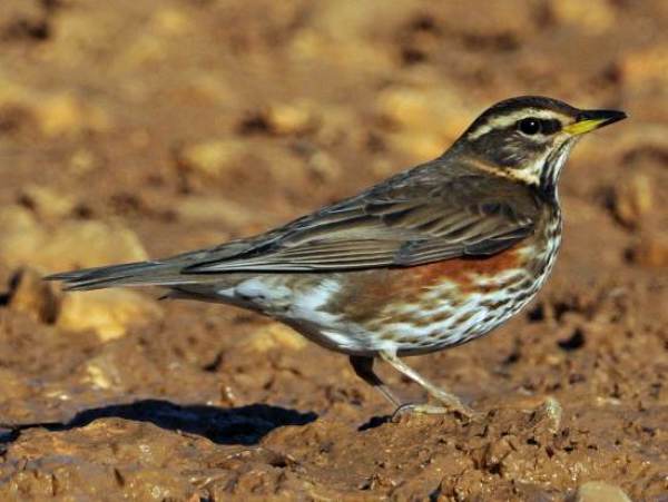 Redwing, Portugal