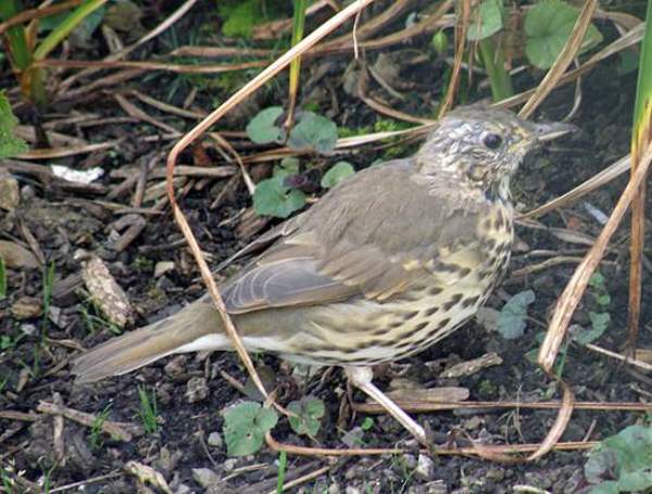 Song Thrush, side view