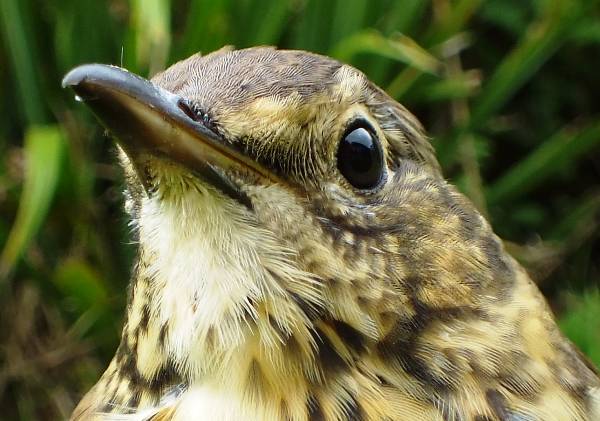 Head of a Song Thrush