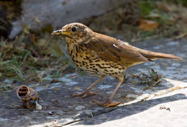 Song Thrush with a snail