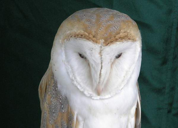 Barn Owl, closeup