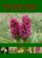 Wild Orchids of Wales - how, when and where to find them, by Sue Parker