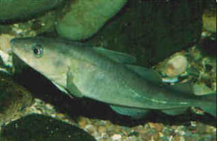 Codling