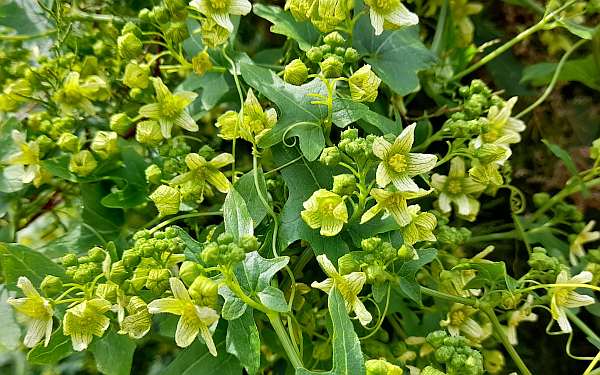 eucalyptus plant care indoor Silver Dollar Eucalyptus Plants