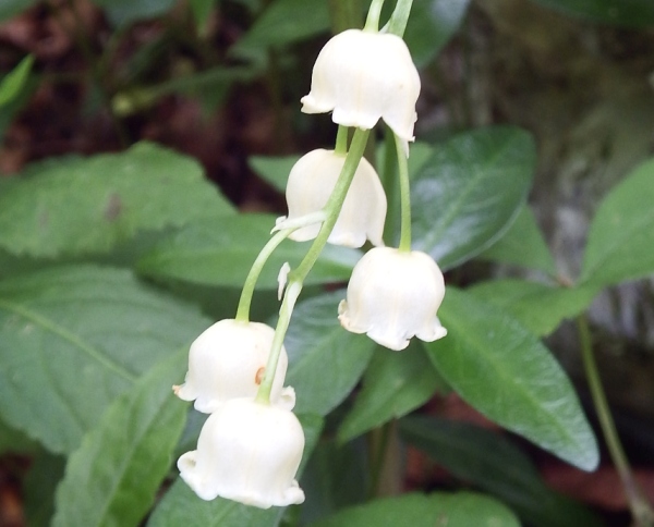 Convallaria majalis, Lily-of-the-Valley