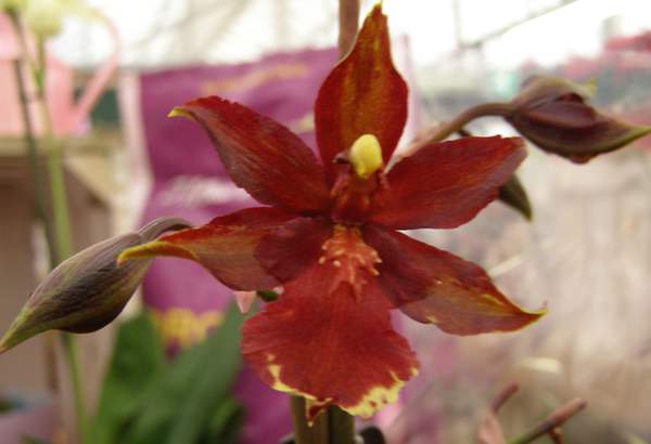 Cambria orchid 2