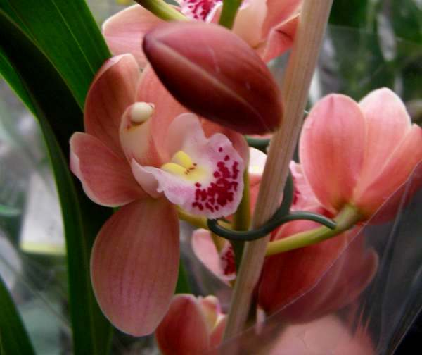 Caring For Cymbidium Orchids As House Plants,Cooking Ribs On The Grill Dry Rub