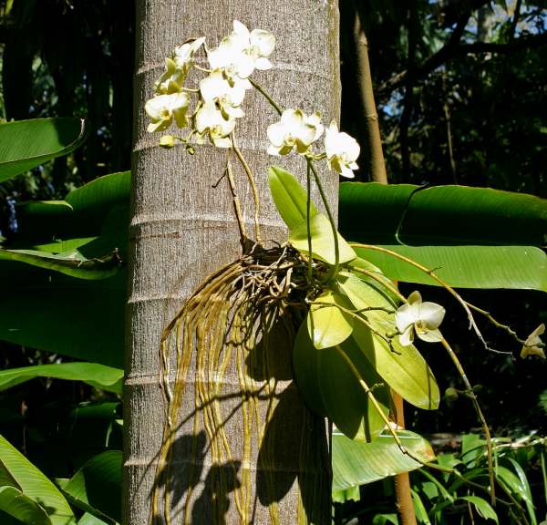 An epiphytic orchid