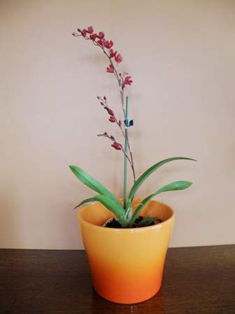 Howeara Orchid