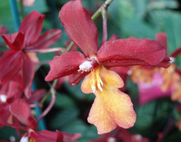 Odontoglossum orchid