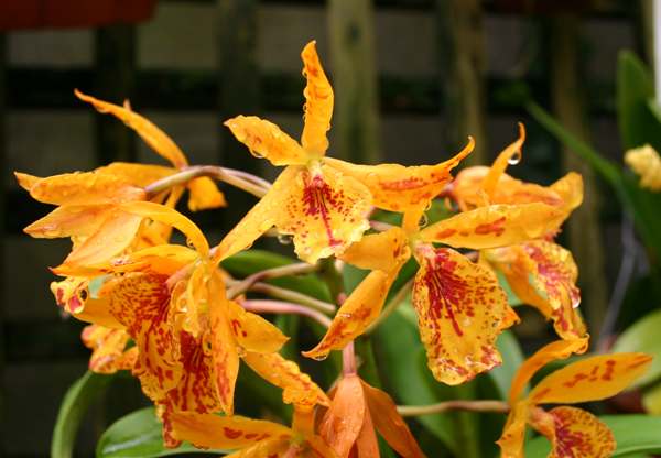 Odontoglossum orchid