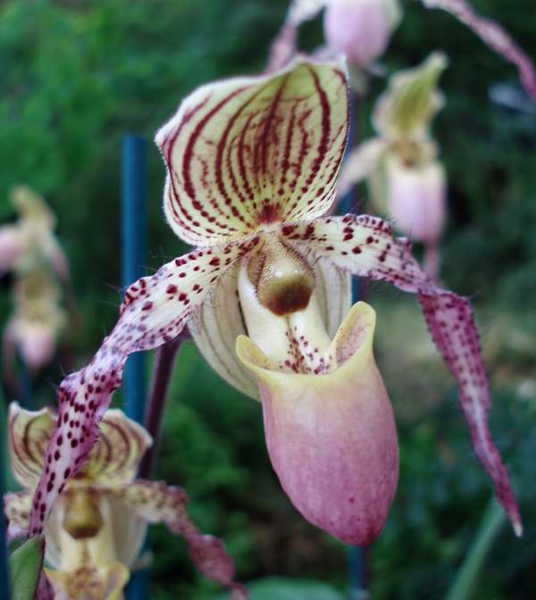 Papheopedilum orchid