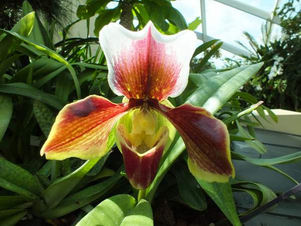 Paphiopedilum orchid 2