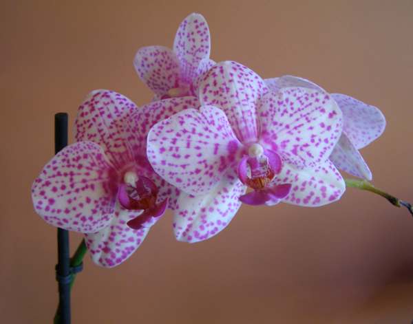 Phalaenopsis orchid 5