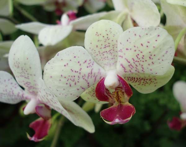 Phalaenopsis orchid 2