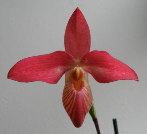 Phragmipedium orchid