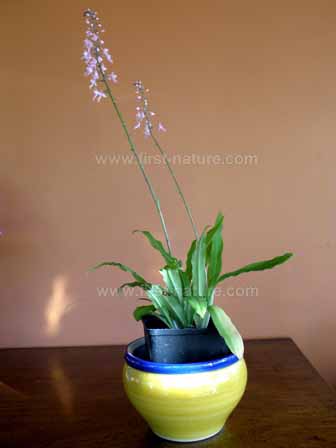 ORCHIDS Plant  Species Stenoglottis longifolia with bloom FS