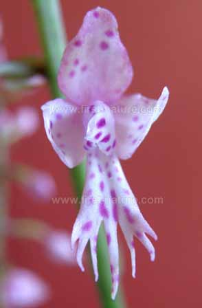 Stenoglottis longifolia - closeup of flower